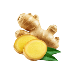 Primo Fresh Lifestyle